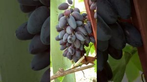 Почему садоводы выбирают виноград Атос?