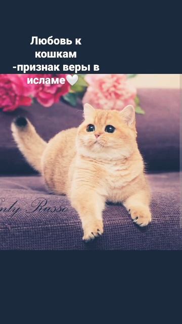 кошки священные животные 🤍 смотреть онлайн