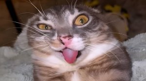 Приколы с котами! Смешные коты - Самые смешные животные С ОЗВУЧКОЙ! Ржака!!