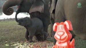 Потешный слоник взорвал воображение желейного пса Ст?