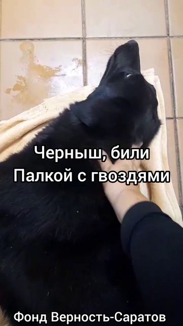 В приюте новенькие Беляк и Черныш, пострадавшие от рук человека.
#саратов #верностьсаратов