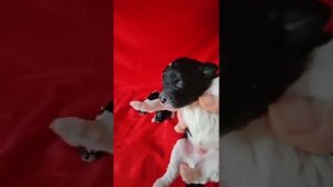 Щенки Той пудель- Арлекин