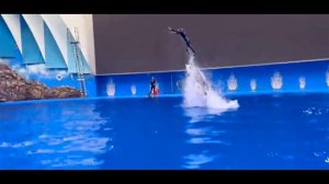 Были бы крылья, а небо найдется!