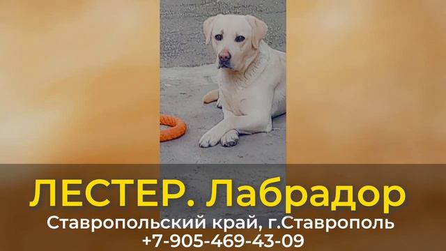 Пропала собака!ЛЕСТЕР. Лабрадор. Ставропольский край,