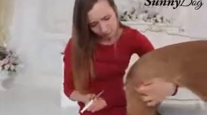 Как сделать укол собаке внутримышечно