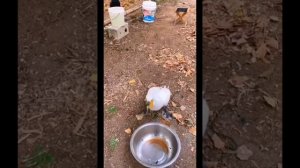 СМЕШНЫЕ ЖИВОТНЫЕ