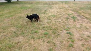 собачьи бои амстафф и роттвейлер