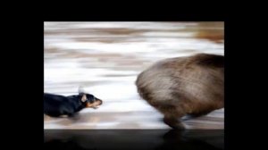 Собаки породы Ягд терьер!