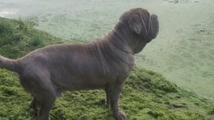 Мастино неаполитано, мастиф Беня лает на Парусники