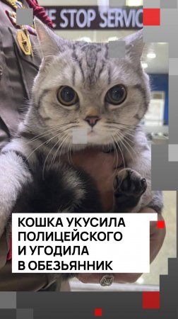 Кошка укусила полицейского и угодила в обезьянник