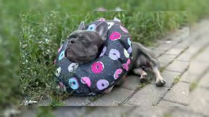 Подарки учеников курса "Искусство общения с собакой"