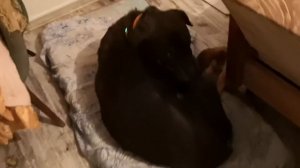 Ротвейлер Грей. Дисплазия тазобедренных суставов