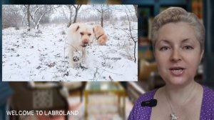 🐕📝🐾 Две собаки в доме: плюсы и минусы