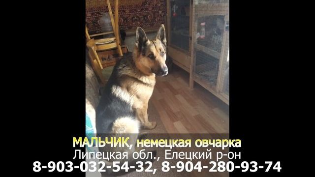 Пропала собака! МАЛЬЧИК немецкая овчарка Липецкая об