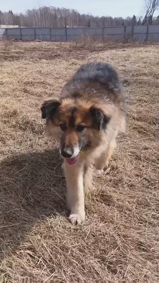 Ну что за сладкий медвежонок пропадает в приюте 😍