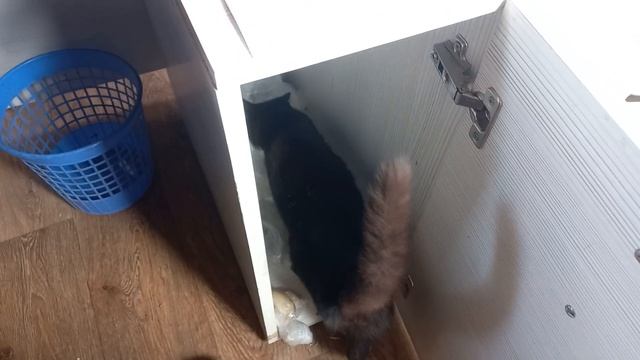 кот Жука навел порядок смотреть онлайн