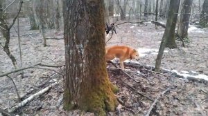 Охота на пушнину с лайками 2025