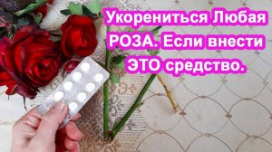 Бабушкин Секрет Размножения Роз из букета ЭТО средство поможет. 2 проверенных способа разведения роз