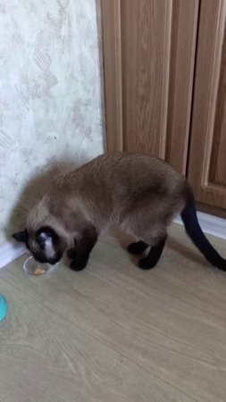 Котик всегда нужен