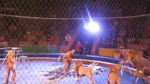В Кисловодском цирке, львы показали свою хищную натуру