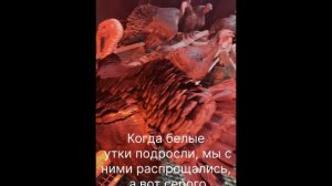 Межвидовая любовь у уток