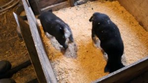 Восточно-сибирская лайка