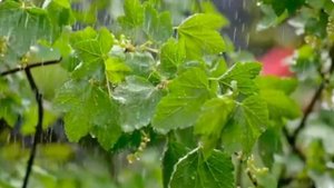 Летний дождь -И.Талькова