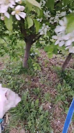 Генуя #шереметьевский #приют