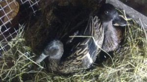 КЛЯКСА усаживается на свои 🐣 но ДУНЯША  помогать решила, хотя свои не несла🐣23-05-2025