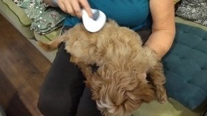 Испытываем расческу для Мальтипу. Радости у щенка что-