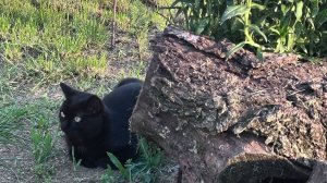 Мурзик охотник. 23.05.2025г.#Кубань#котик#животные#природа