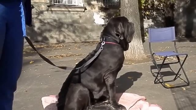 САМЫЕ БОЛЬШИЕ КРУПНЫЕ СОБАКИ В МИРЕ / ТОП 10