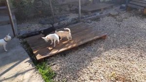 питомник собак чихуахуа Кастропуло Крым Симферополь,