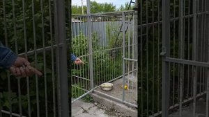 Алматы.Коррекция поведения собаки.+7 707 529 93 63 Мурат.