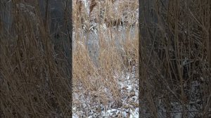 охота с ягдтерьером