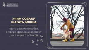Учим собаку двигаться вбок по команде «Краб»
