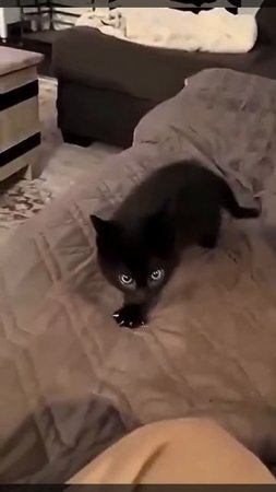 Котик показывает характер,ведь они родственники тиграм 😉🐈👏