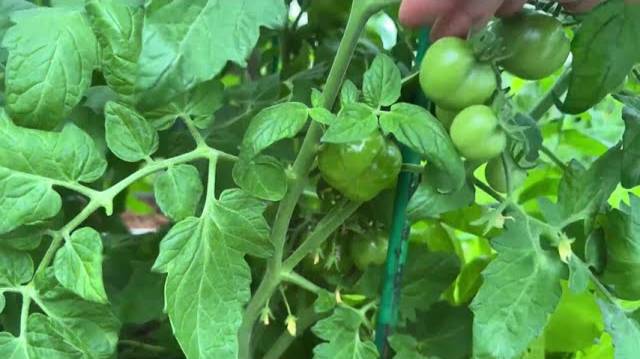 🍅 СУПЕР-СРЕДСТВО ДЛЯ ТОМАТОВ ПОСЛЕ ВЫСАДКИ: 100% защита от фитофторы! 🌿✨