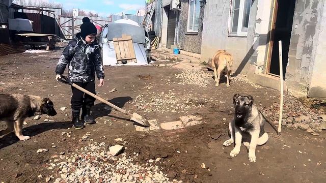 ГАМПР ТИТАН.МАЛЕНЬКИЕ ПОМОЩНИКИ.БОГДАН,МИШЕЛЬ,МАГГИЯ,