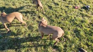 Утро в питомнике Dragon Life. Волкособы и Питбули утренний ?