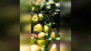 Полезные советы для садоводов-любителей