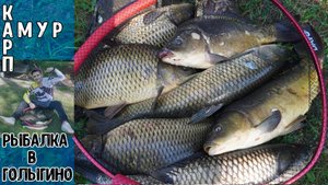 ЭТИ КАРПЫ ХОТЕЛИ СТАЩИТЬ МОИ УДОЧКИ! ЛОВЛЯ КАРПА НА ФИДЕР! РЫБАЛКА В ГОЛЫГИНО.АМУР НА ФЛЭТ!