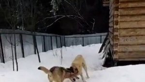 ВОЛК НЕОЖИДАЛ ТАКОЕ ОТ СОБАКИ #wolf