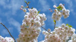 Цветущая весна: Пение птиц, дзен и гармония природы для расслабления и медитации