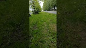 Последние учебные дни мая, перед грозой
