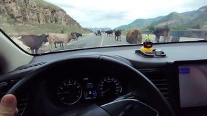 живность на дороге по пути на Эльбрус