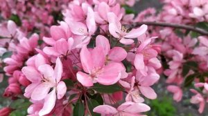 Турецкий сериал Лейла 13 серия русская озвучка | Нур пр?