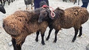 НАРХИ БАРА ОЧА БАЧА ГУСФАНД КУЧКОР СОВЛУҚ ГИСАРИСКИЙ ОВЦЫ АРЗОН 30 января 2021 г.