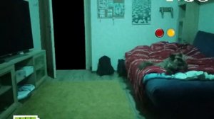 Пять ночей у бычка 10ка ютубер Сёма ночь 1_6 я смог это сделать + дэйв и бэмби мод фнф рутуб