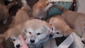 Щенки АКИТА-ИНУ! ЛАЮТ КАК ВЗРОСЛЫЕ!!!